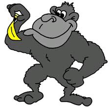 Gorilla